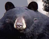 52529